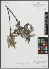 Foto von Salix appendiculata Vill. x Salix eleagnos Scop.